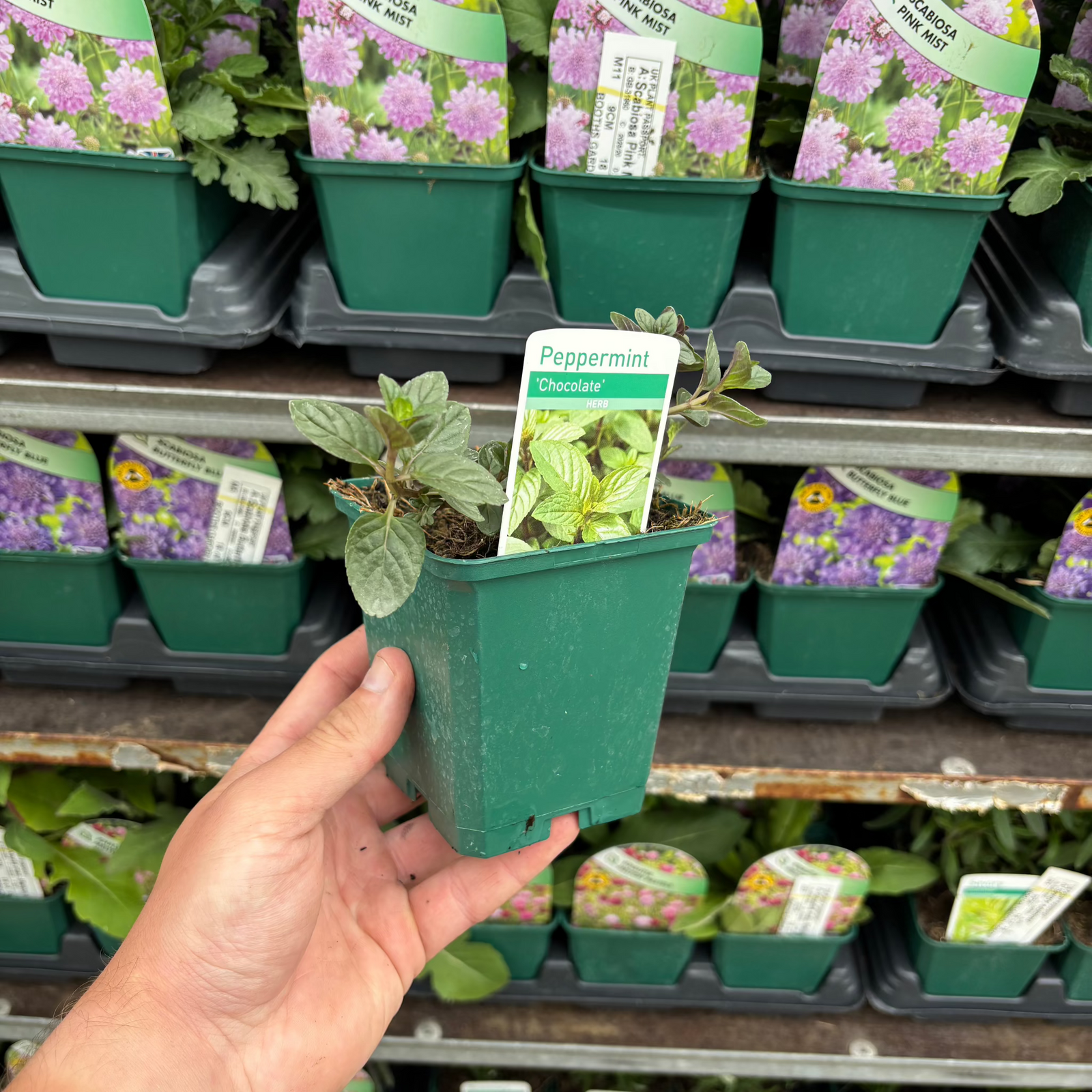 A hand holds a Chocolate Peppermint (Herb) 9cm planter with a healthy mint plant inside. In the background, similar 9cm pots with purple flower labels are neatly lined up on shelves.
