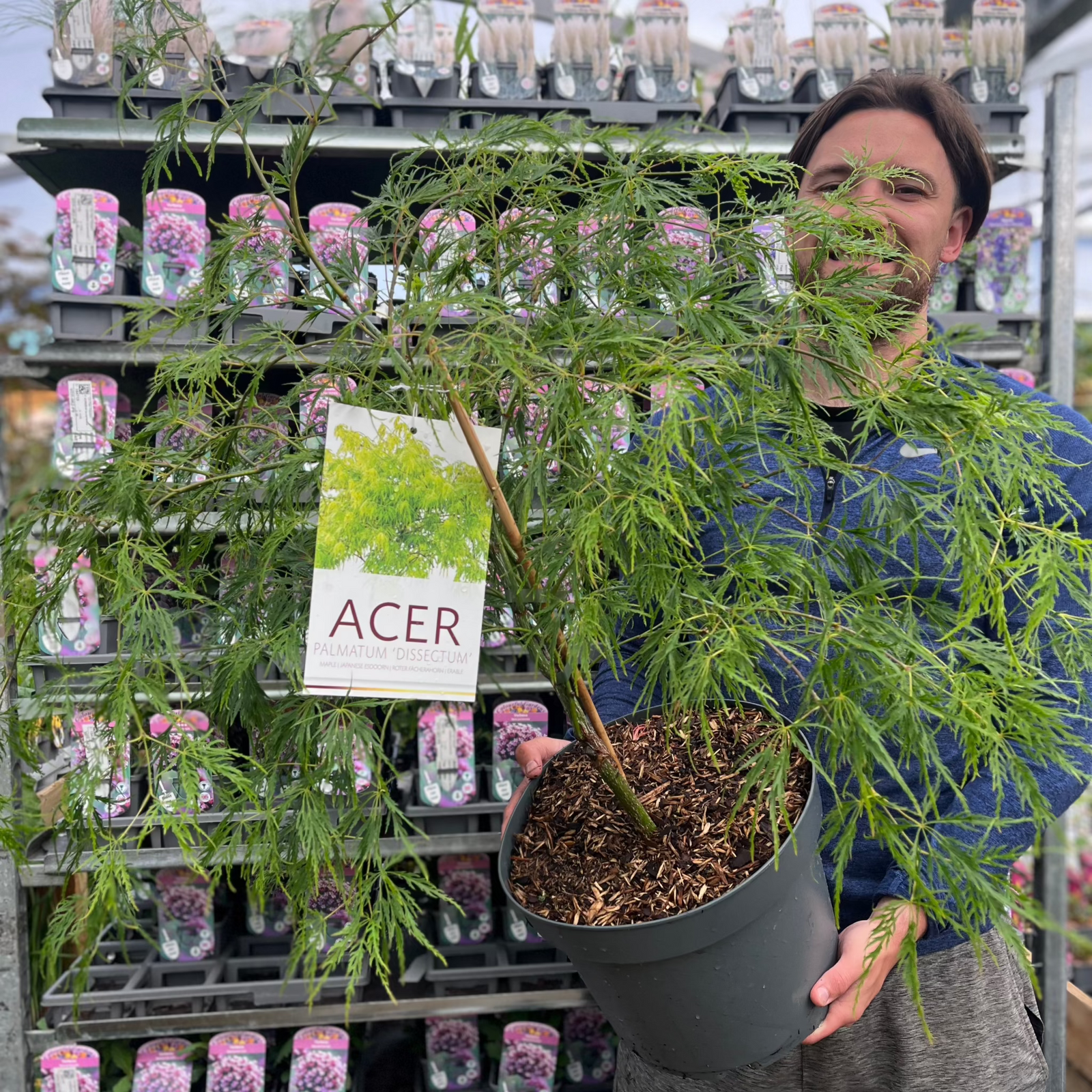 A person in a blue jacket holds an Acer palmatum Dissectum (3L/10L/130L), a deciduous shrub known for its lacy leaves, with rows of potted plants displayed on shelves behind them.