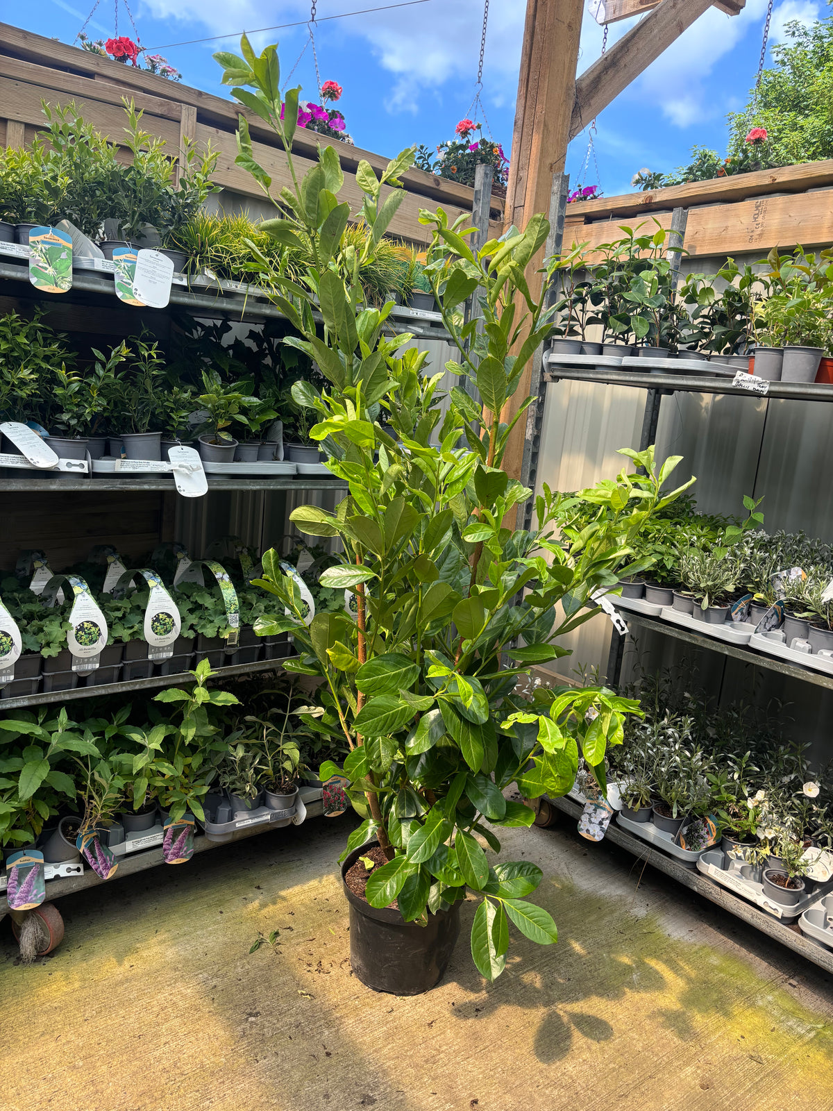 A 5-6ft Potted Cherry Laurel Hedge Plant (150-180cm) stands on concrete in a garden center, surrounded by metal shelves stocked with hedging plants and flowering pots. Multi-buy offers available.