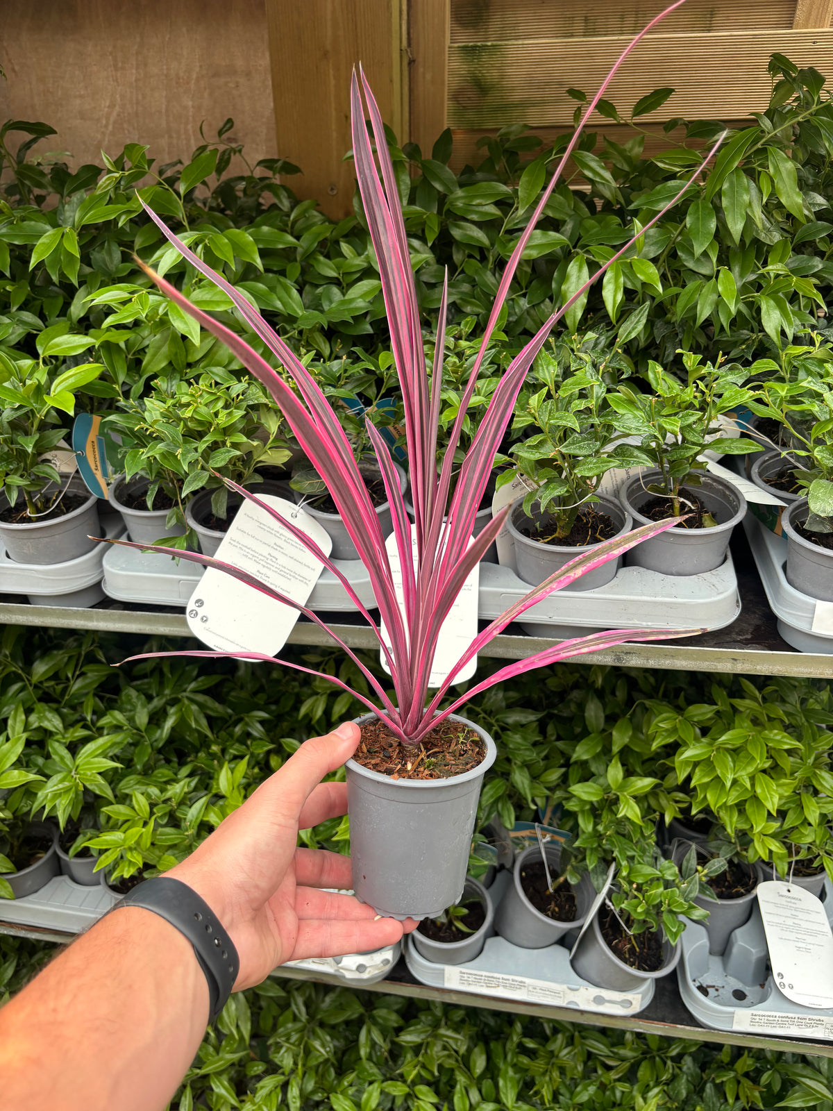 Cordyline Pink Passion 9cm / 1.5L