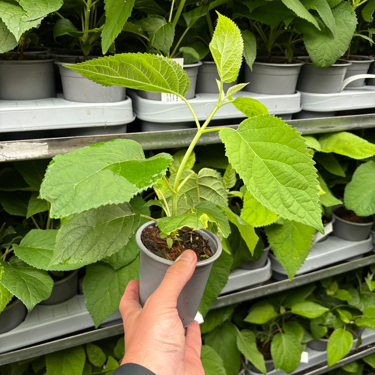 A hand holds a Hydrangea arborescens &#39;Annabelle&#39; 9cm / 2L, a hardy deciduous shrub with snowball blooms, in front of shelves displaying more potted plants.