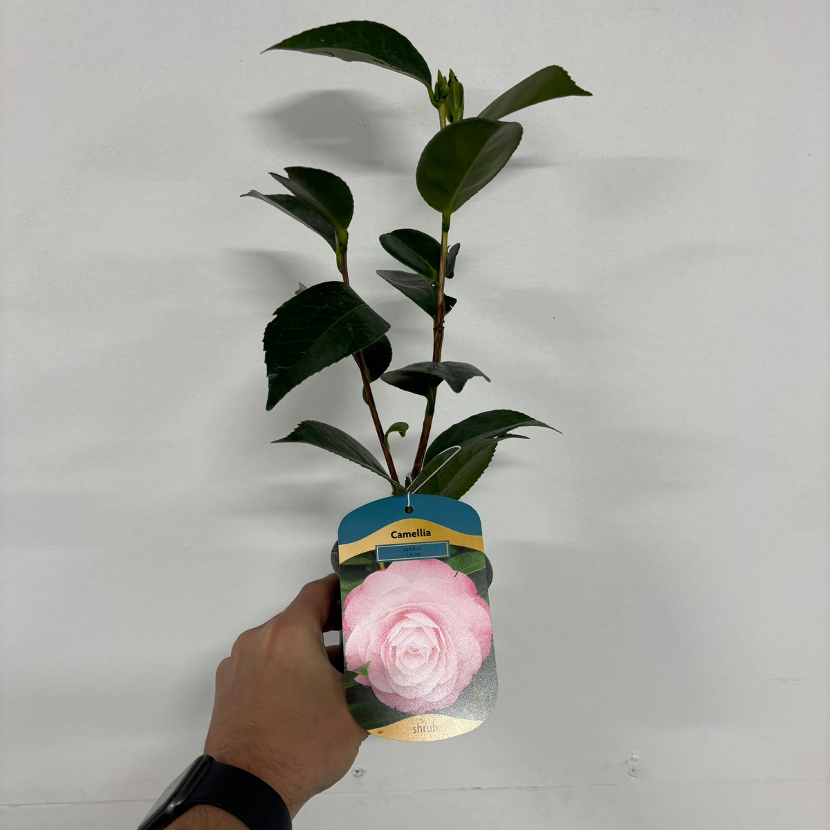 A hand holds a Camellia &#39;Desire&#39; (9cm/5L) plant with green leaves. The label shows a light pink bloom and the product name, presenting this elegant evergreen shrub against a plain white background.