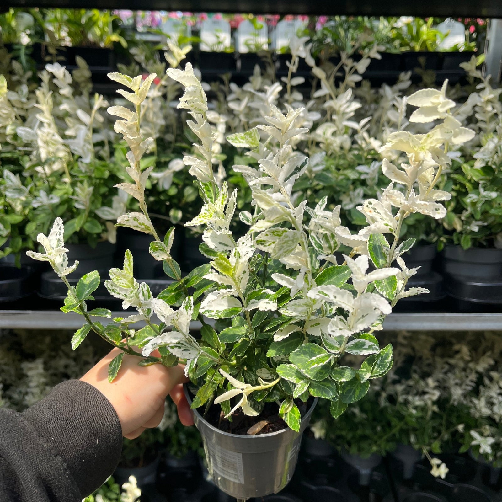 Close-up of Euonymus fortunei 'Harlequin' (9cm / 1.5L / 2L), a low-maintenance shrub with dense green and white foliage, shown in a grouped display with black tags. This compact plant offers year-round interest.