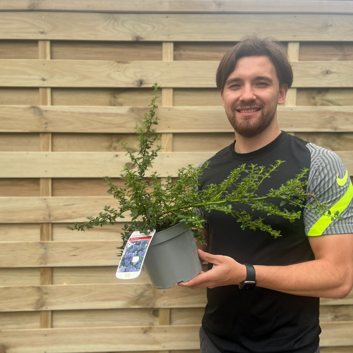 Ceanothus &#39;Blue Mound&#39; 2L