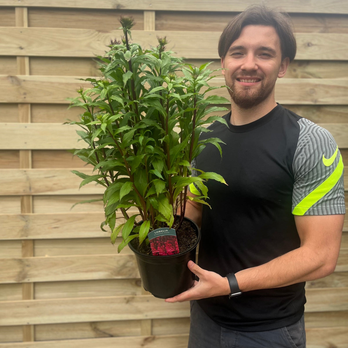 Lobelia speciosa &#39;Fan Deep Rose&#39; 9cm - 3L