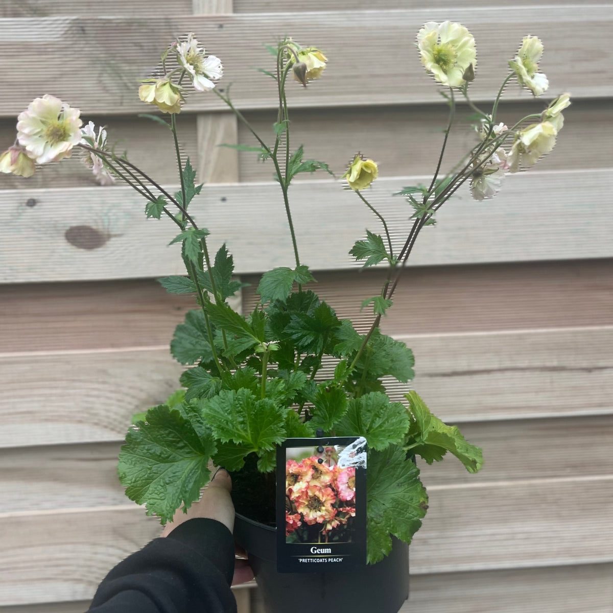 A hand holds a Geum pretticoats peach 3L—a drought-tolerant perennial with green leaves and tall stems topped by pale peach flowers—in front of a wooden fence. The pot displays a label featuring an image of the flowers.