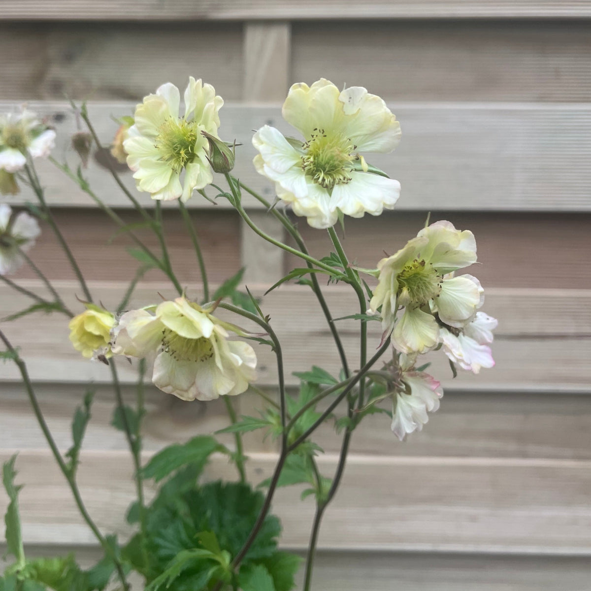 Geum Pretticoats Peach 3L features delicate pale yellow, ruffled flowers with green centers on slender stems, set against a light wooden slatted fence. This drought-tolerant perennial brings subtle charm to any garden.