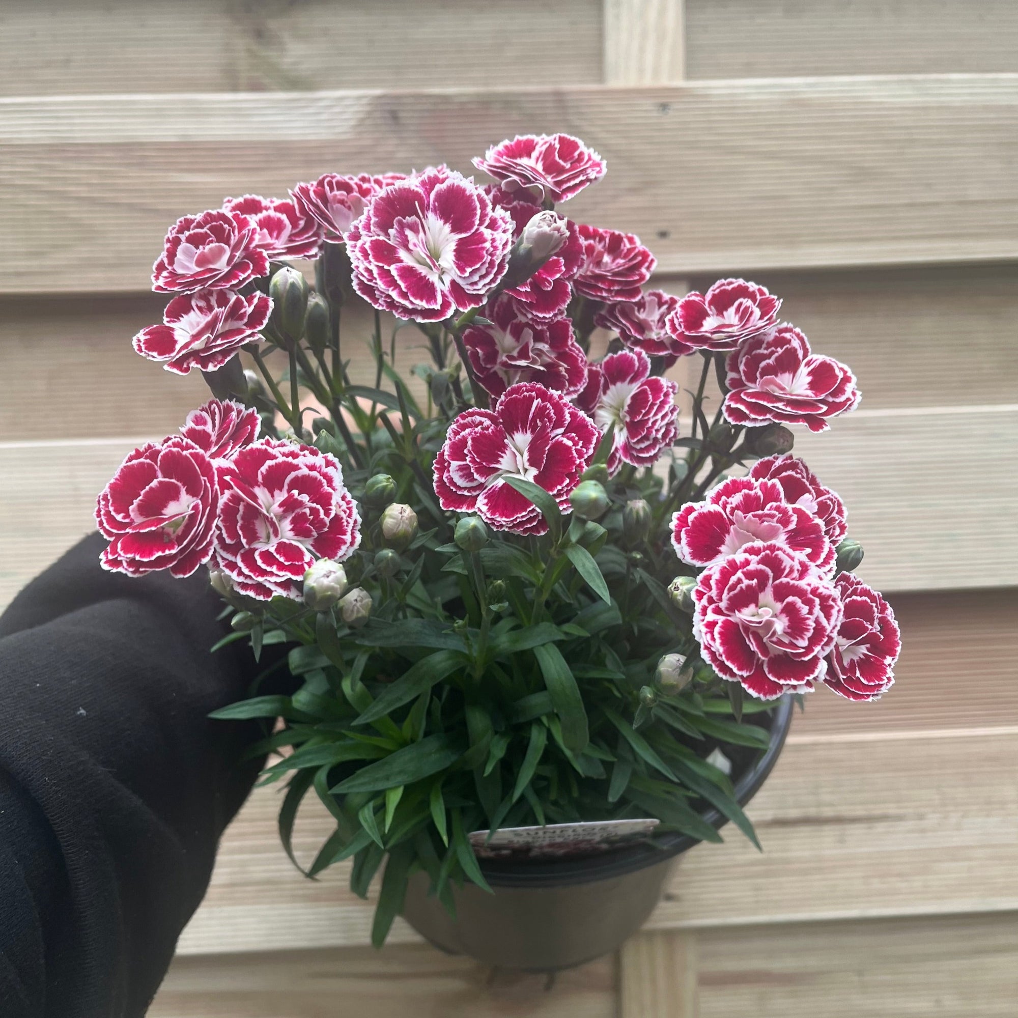 Dianthus Bianca 3L