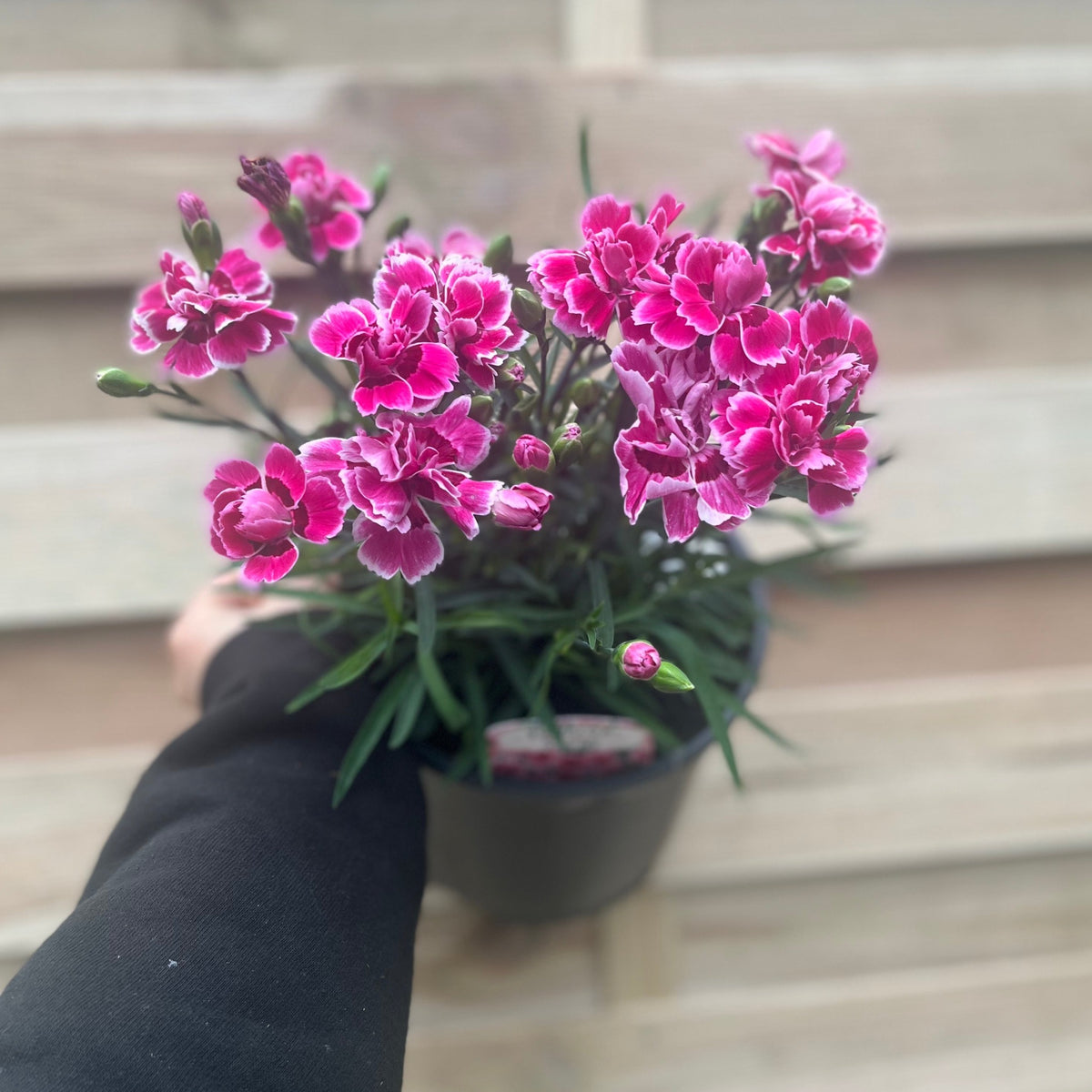 Dianthus &#39;Esta&#39; 3L