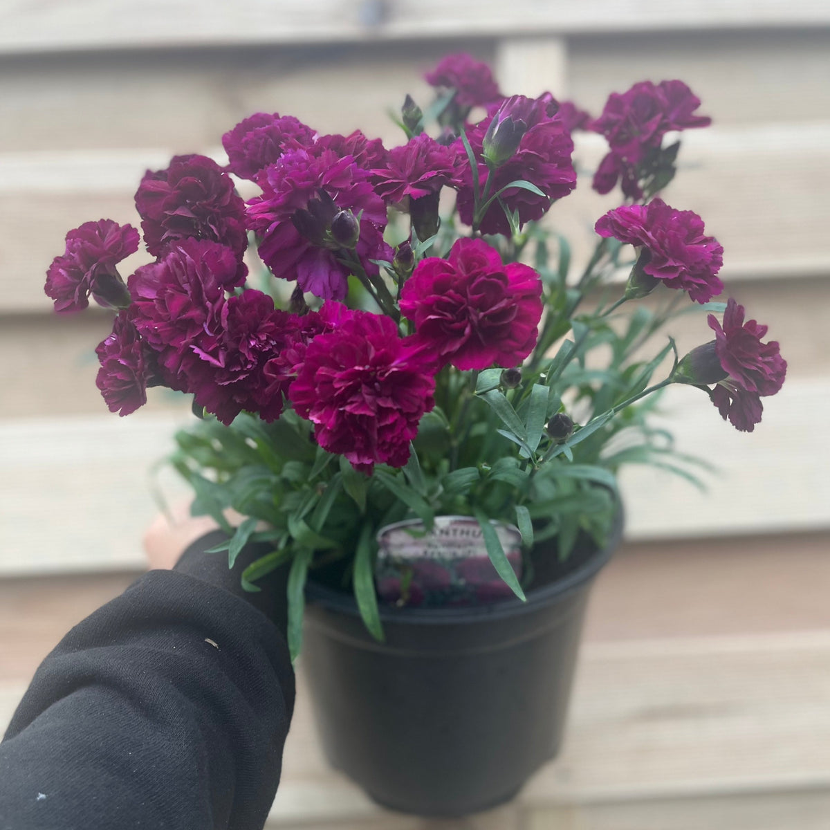 A person holds a black pot of Dianthus &#39;Beetle&#39; 3L, showcasing vibrant dark pink flowers and green leaves. This compact, drought-resistant perennial is set against a light wooden fence background.