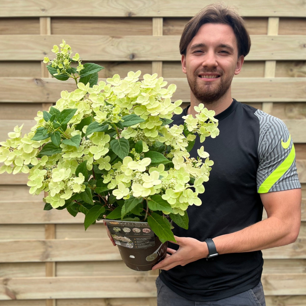 A young man with brown hair and a beard, dressed in a black and gray athletic shirt, smiles as he holds a pot of Hydrangea paniculata Switch &#39;Polestar&#39; &#39;Ophelia&#39; (9cm / 3L) in front of a wooden fence.
