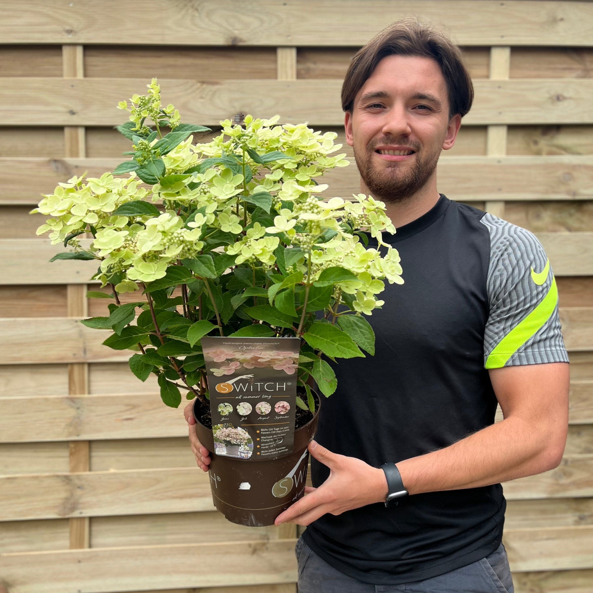 A man with short brown hair and a beard, in a black and gray sports shirt, stands by a wooden fence holding a potted Hydrangea paniculata Switch &#39;Polestar&#39; &#39;Ophelia&#39; (9cm/3L), known for its stunning color-changing blooms.