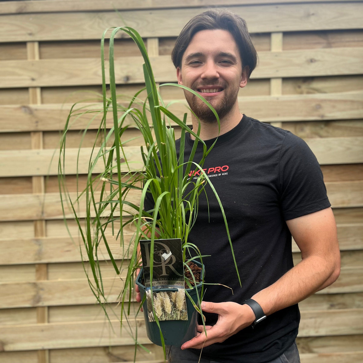 A smiling person in a black T-shirt and wristwatch stands in front of a wooden fence, holding a Cortaderia Selloana &#39;White Plume&#39; 2L plant with long, green leaves—a beautiful, low-maintenance choice for any garden.