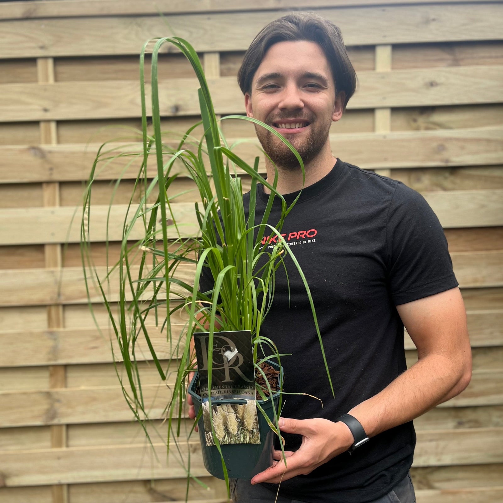 A smiling person in a black T-shirt and wristwatch stands in front of a wooden fence, holding a Cortaderia Selloana 'White Plume' 2L plant with long, green leaves—a beautiful, low-maintenance choice for any garden.