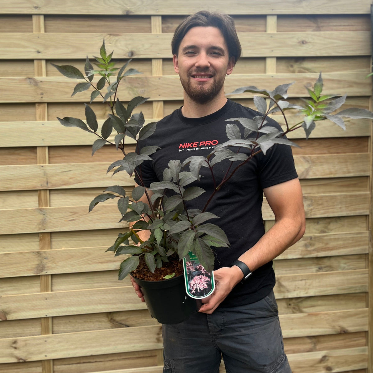 Sambucus nygra &#39;Black Beauty&#39; 9cm / 3L