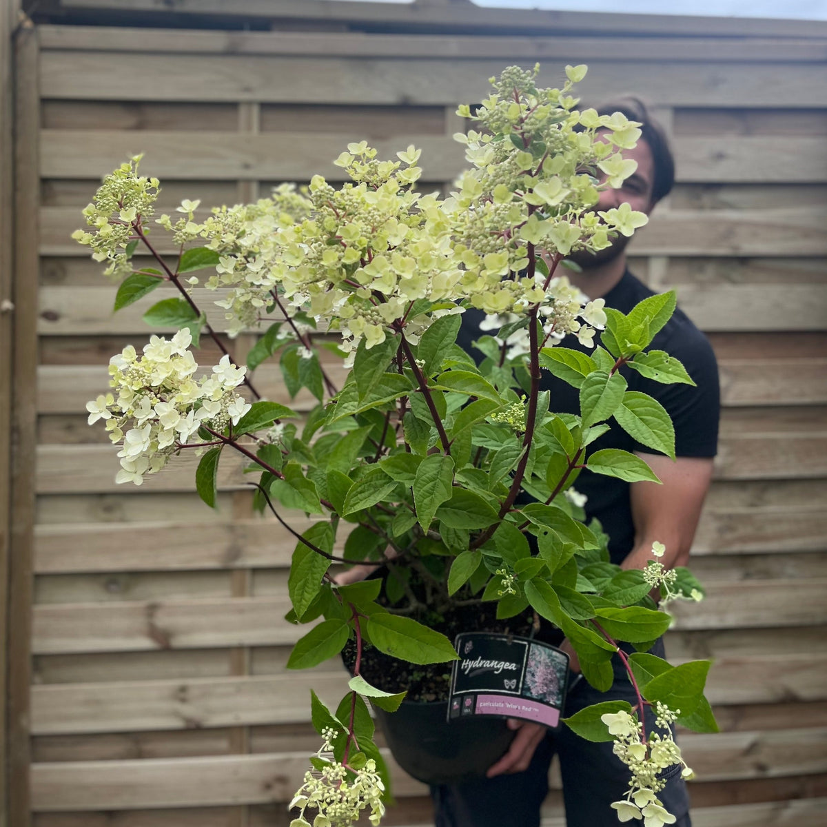A person stands by a wooden fence, holding a Hydrangea paniculata &#39;Wim&#39;s Red&#39; (2L/3L/10L) with cone-shaped clusters of pale yellow blooms and green leaves. The plant label is visible on the pot.
