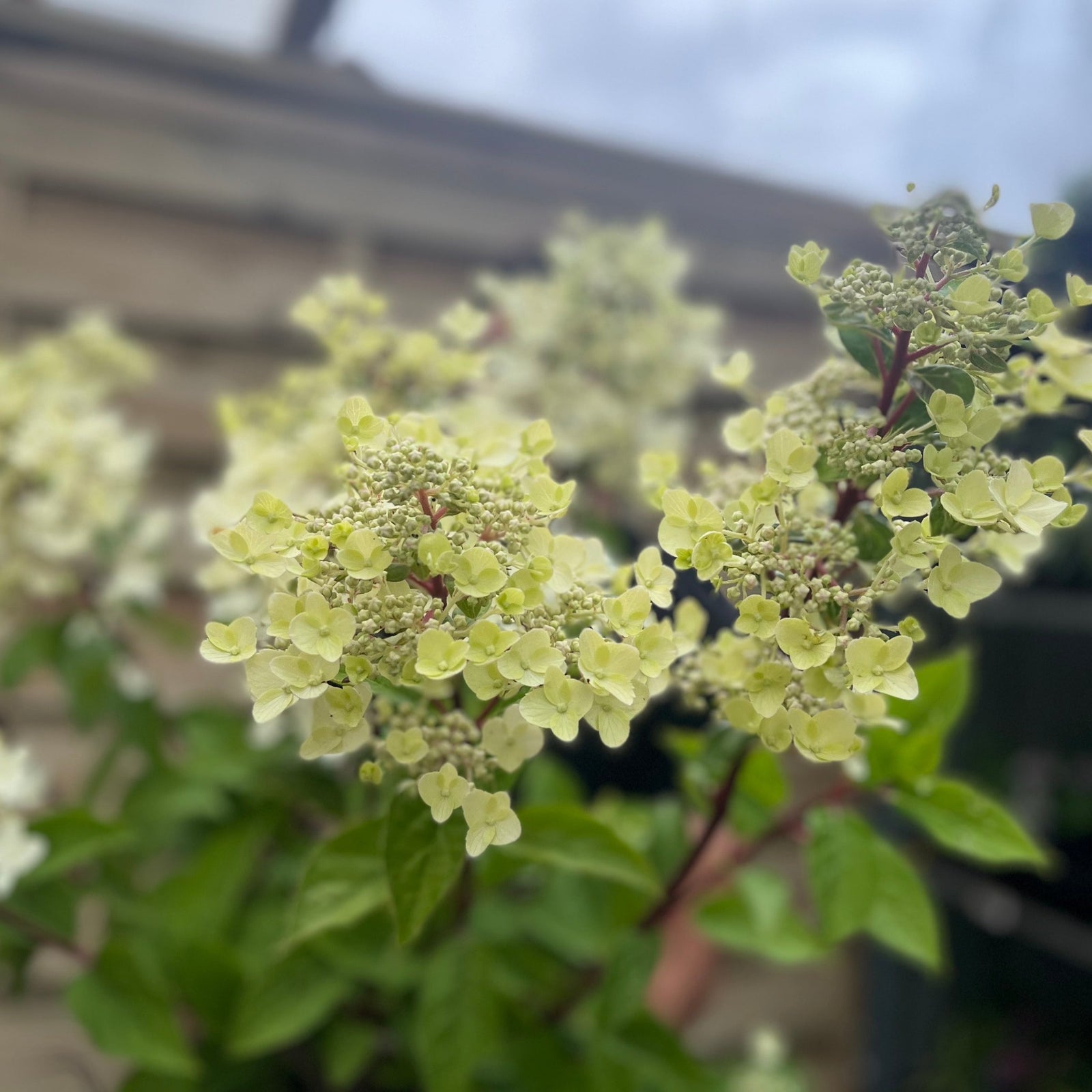 A person stands by a wooden fence, holding a Hydrangea paniculata 'Wim's Red' (2L/3L/10L) with cone-shaped clusters of pale yellow blooms and green leaves. The plant label is visible on the pot.