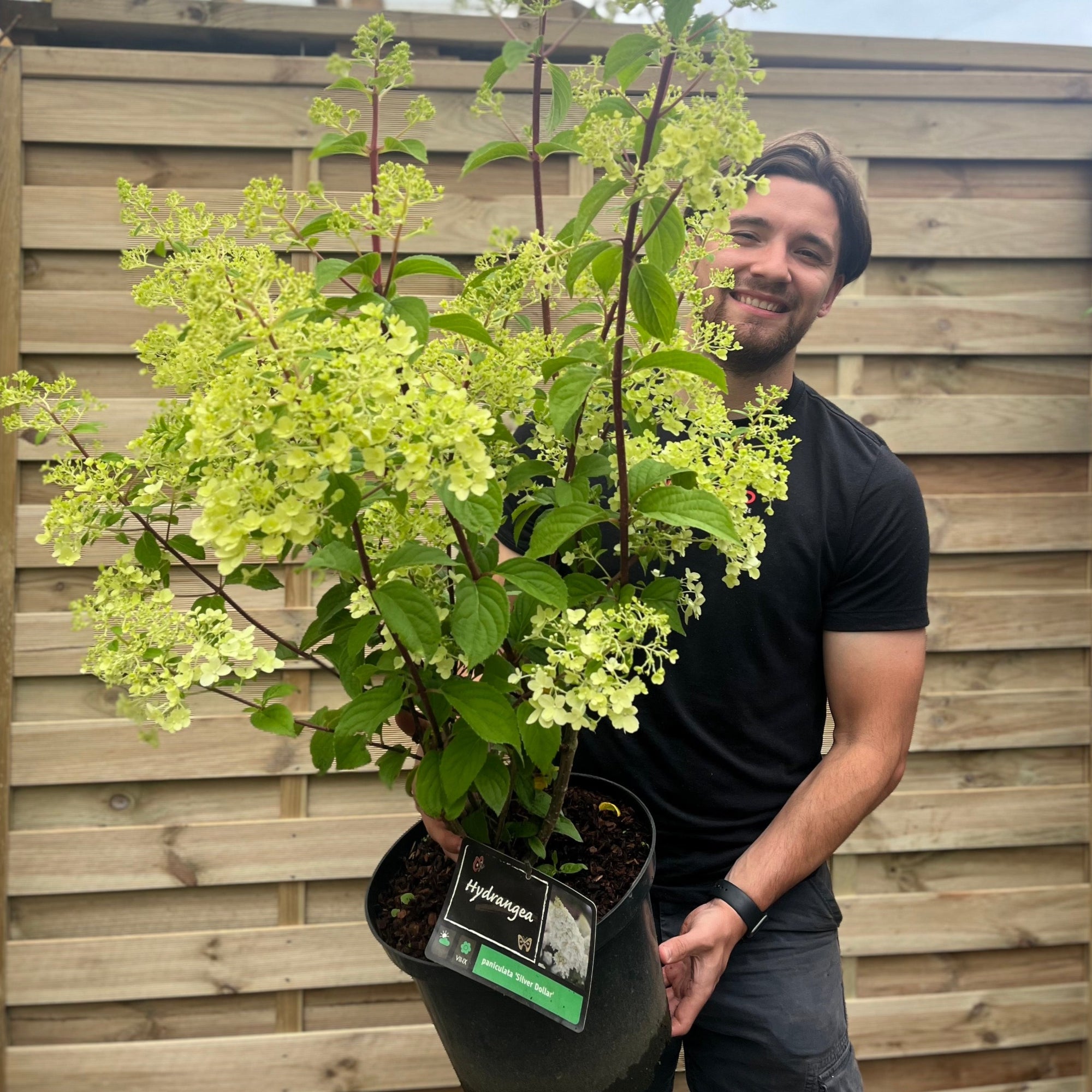 Hydrangea paniculata 'Silver Dollar' 10L