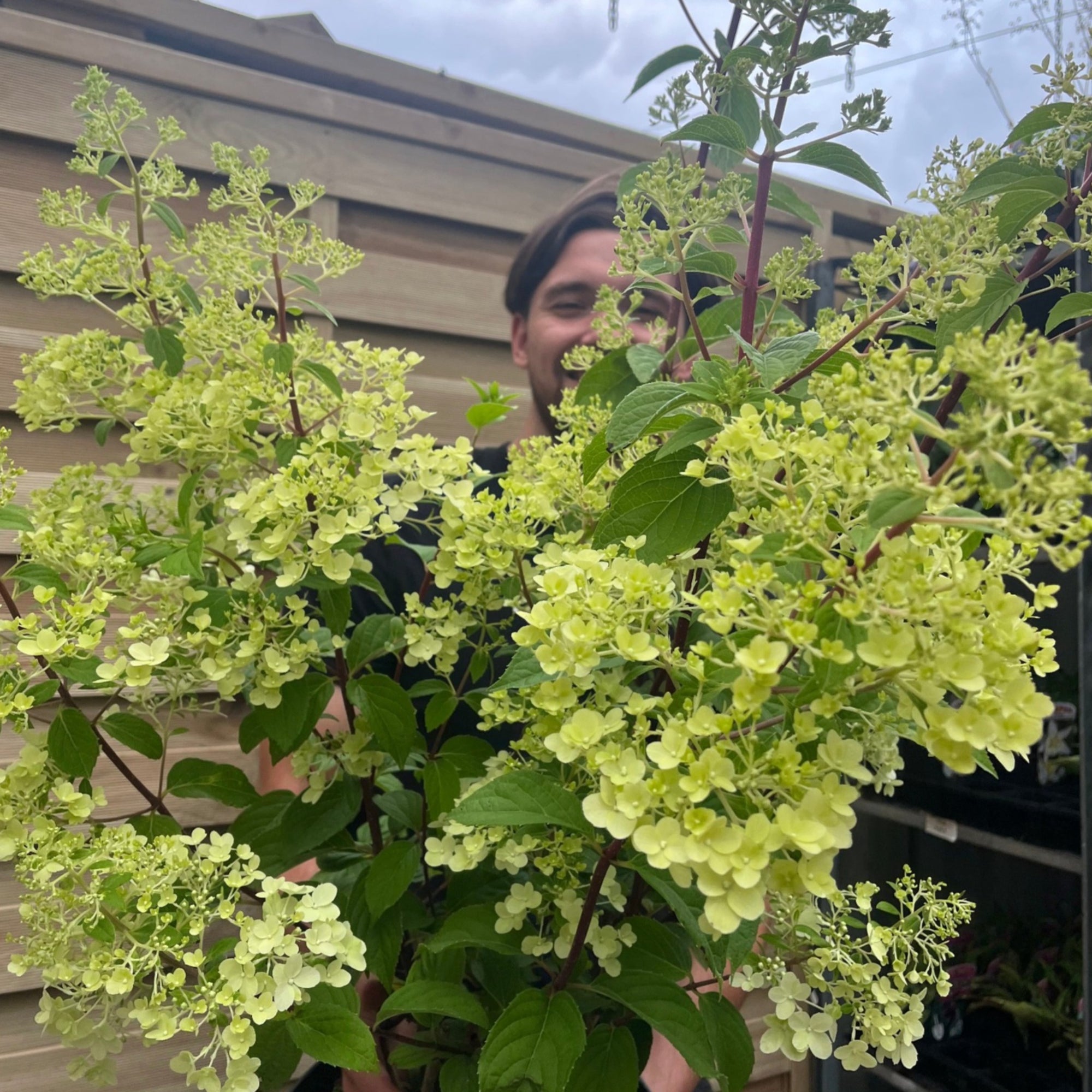 Hydrangea paniculata 'Silver Dollar' 10L