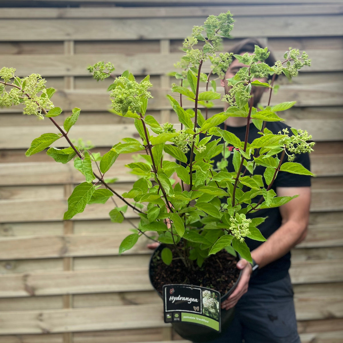 A person holds a Hydrangea paniculata &#39;Wim&#39;s Red&#39; (2L/3L/10L) with green leaves, red stems, and budding cone-shaped clusters, standing before a wooden fence. The plant label reads Hydrangea.