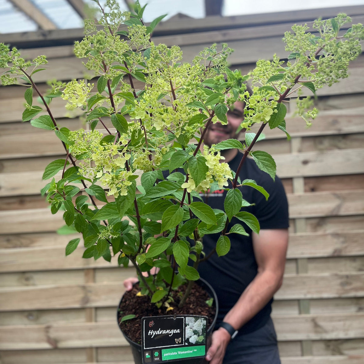 A person holds a potted Hydrangea paniculata &#39;Diamantino&#39;, known for dense flower heads and green leaves, standing before a wooden fence. The easy to grow shrub is displayed in a 10L Growers Pot.