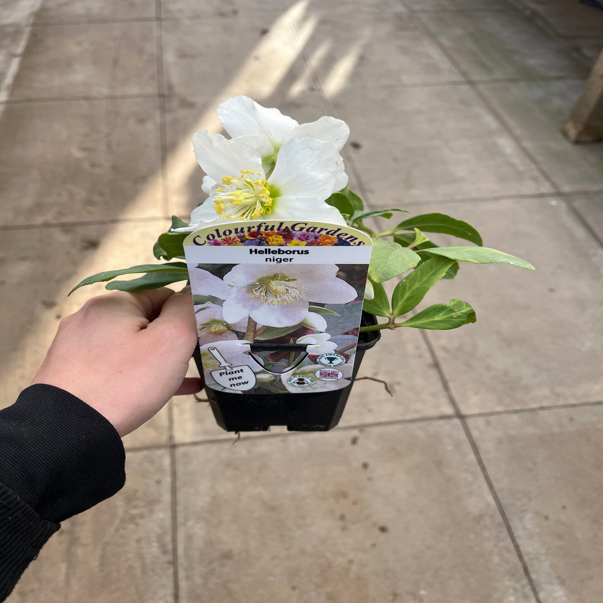 A hand holds a potted Helleborus nyger &#39;Christmas Carol&#39; (Christmas Rose), featuring white blooms and a Colourful Garden tag, set against stone tiles. This winter-blooming Hellebore is available in 9cm–2L pots.
