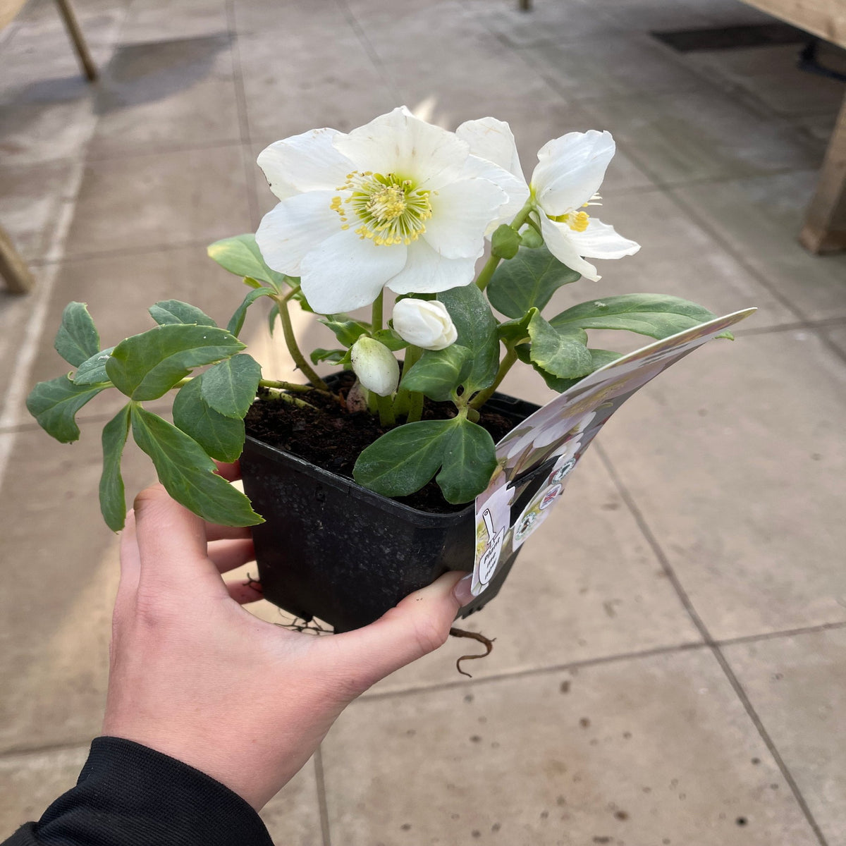 A hand holds a potted Helleborus nyger &#39;Christmas Carol&#39; (Christmas Rose/Hellebore), a winter-blooming perennial available in 9cm-2L pots.
