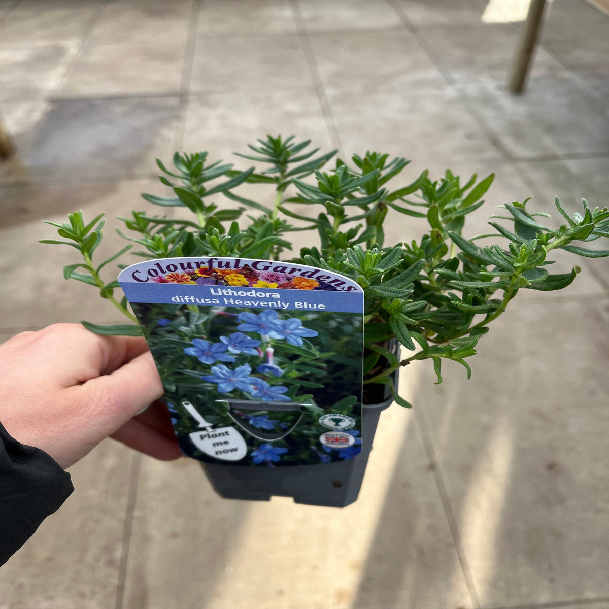 Lithodora &#39;Heavenly Blue&#39;