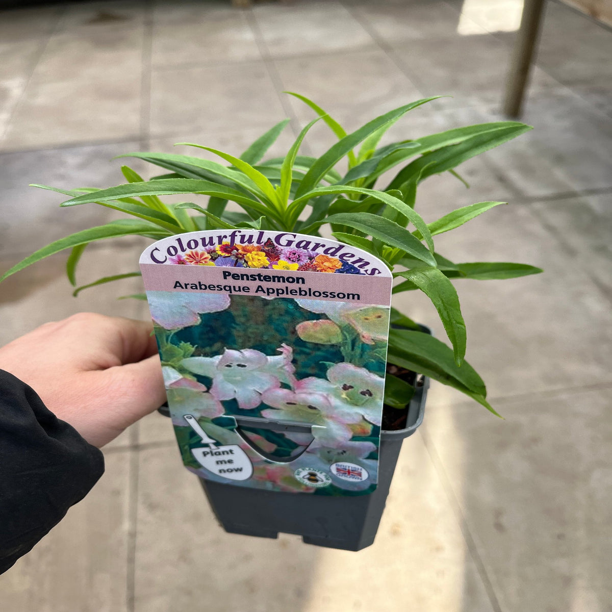 Penstemon Arabesque &#39;Appleblossom&#39; 9cm/1.5L/2L