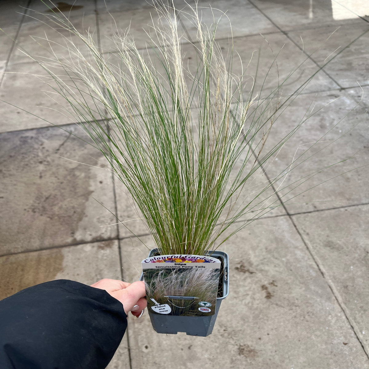 A hand holds a Stipa tenuissima &#39;Ponytails&#39; (9cm/3L), an ornamental grass with long, wispy green and tan blades, against wet, tiled pavement.