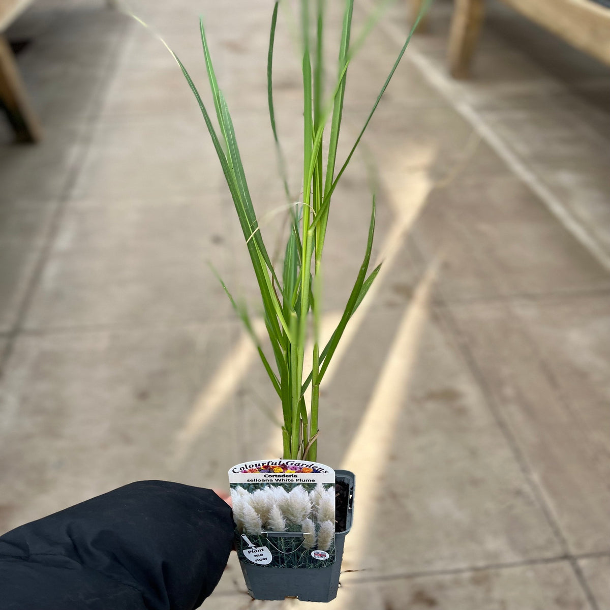 A person holds a Pampas Grass - Cortaderia selloana White Plume (40-60cm) with long, slender green leaves; the plant label displays feathery white plumes. The scene is set in a greenhouse or nursery aisle.