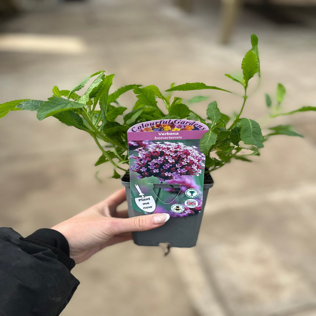 A hand holds a Verbena bonariensis (9cm/1.5L/2L), a drought-tolerant perennial with purple flowers, labeled “Colourful Gardens” and “Plant now,” set against a blurred stone background.