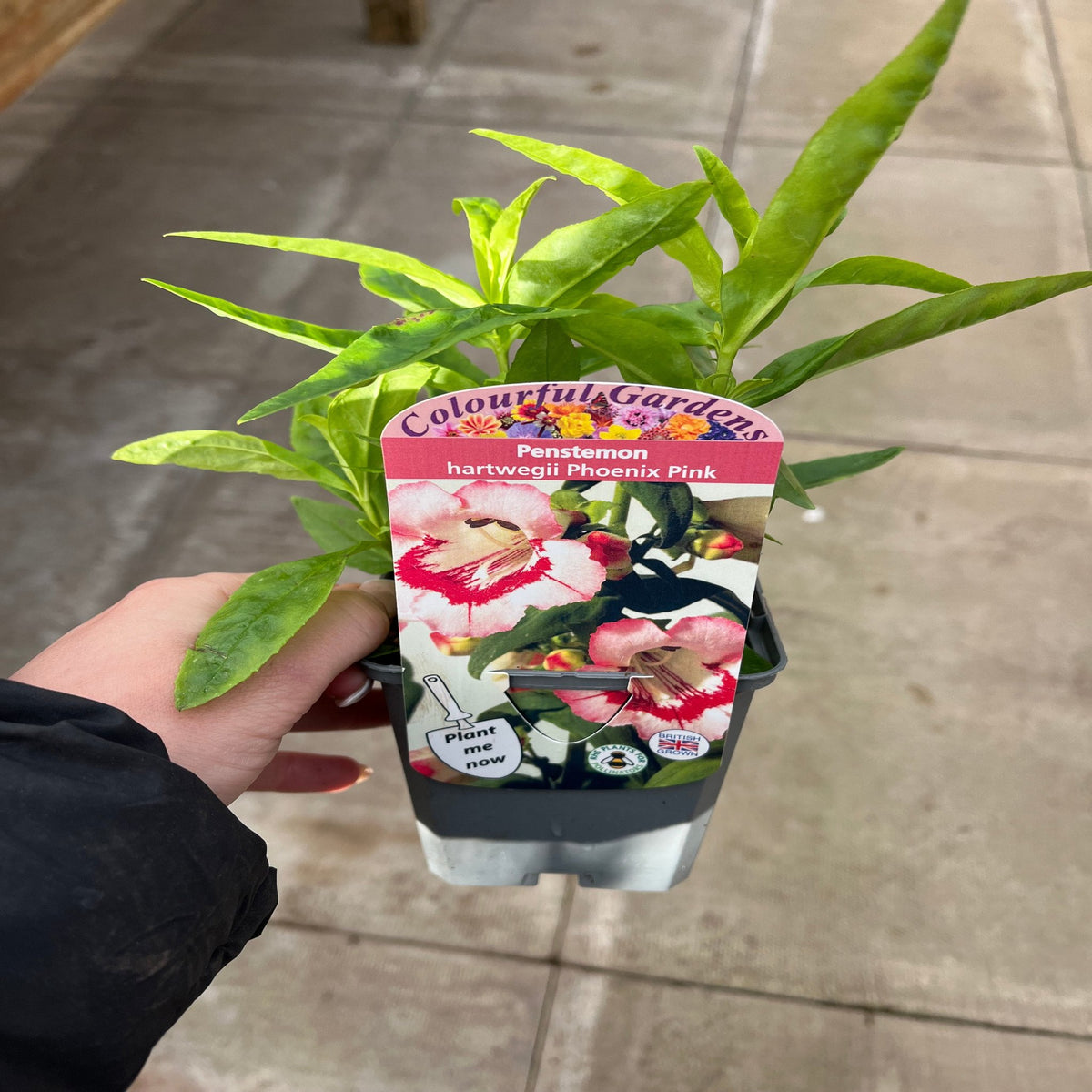 Penstemon &#39;Hewells Pink&#39; 9cm/1.5L