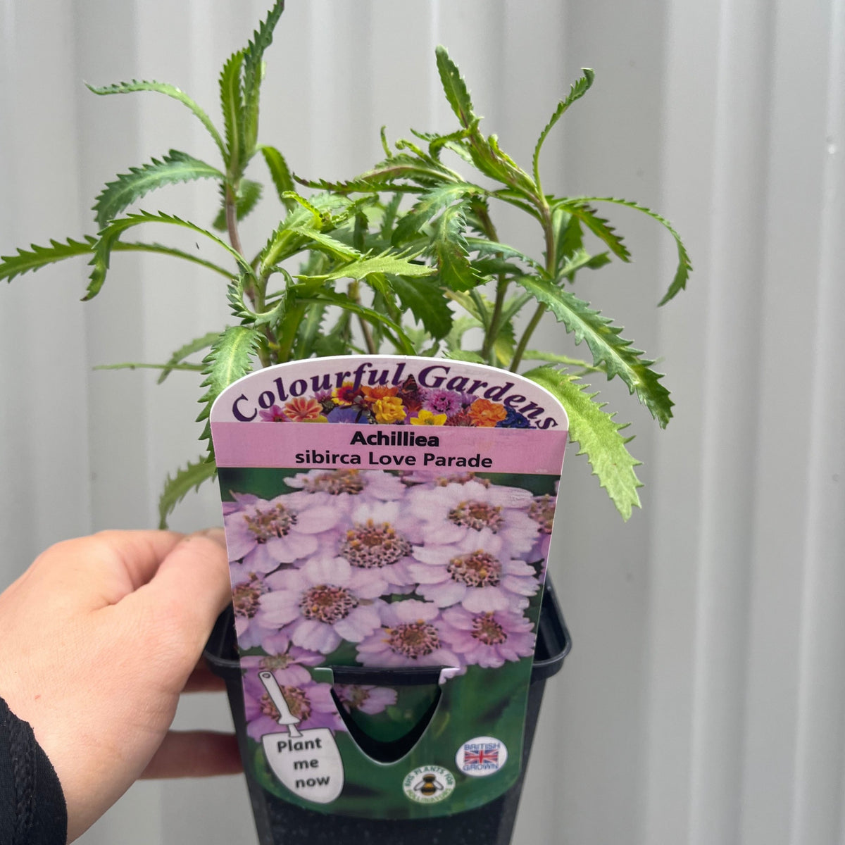 Achilliea sibirca &#39;Love Parade&#39; 9cm Pot