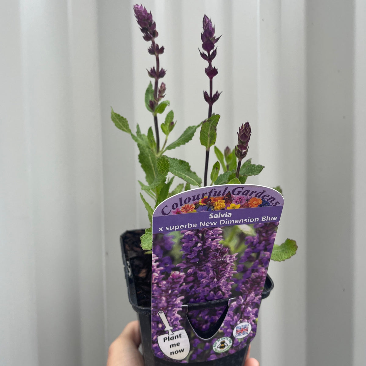 A hand holds a small potted Salvia nemorosa Sensation Blue (9cm/1.5L), a perennial with pollinator-friendly purple flower spikes and green leaves, set against a light corrugated background.