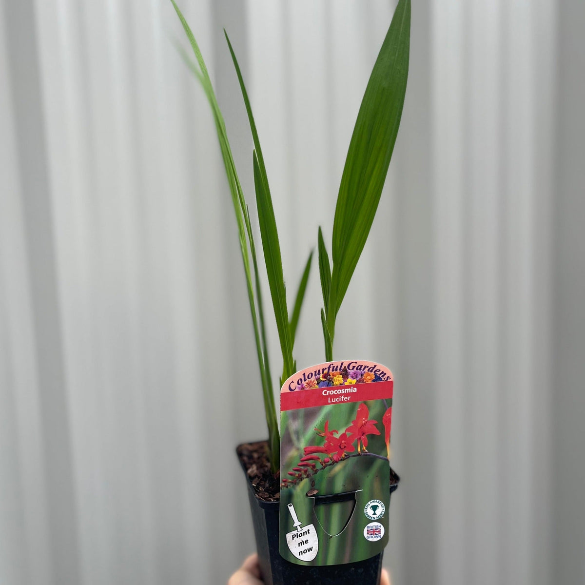 A hand holds one of three 9cm potted Crocosmia plants, a clump-forming perennial with long green leaves. The label reads &quot;Colourful Garden Crocosmia Lucifer&quot; with red flowers, ideal for adding late summer colour. Background is blurred.