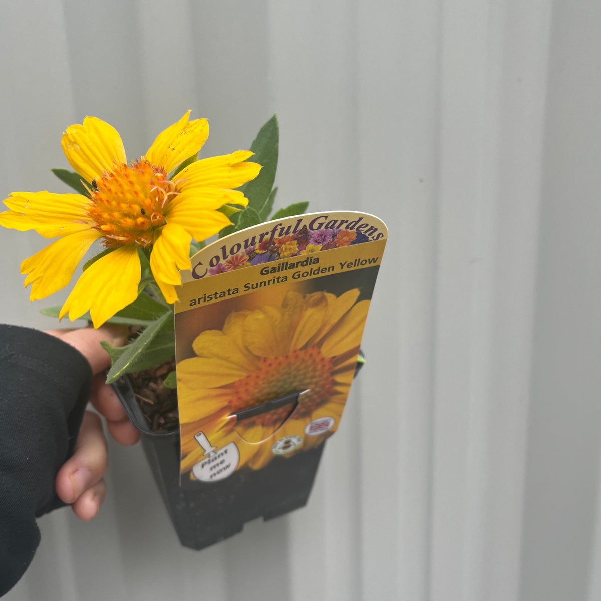 Gaillardia aristata &#39;Sunrita Golden Yellow&#39; 9cm Pot