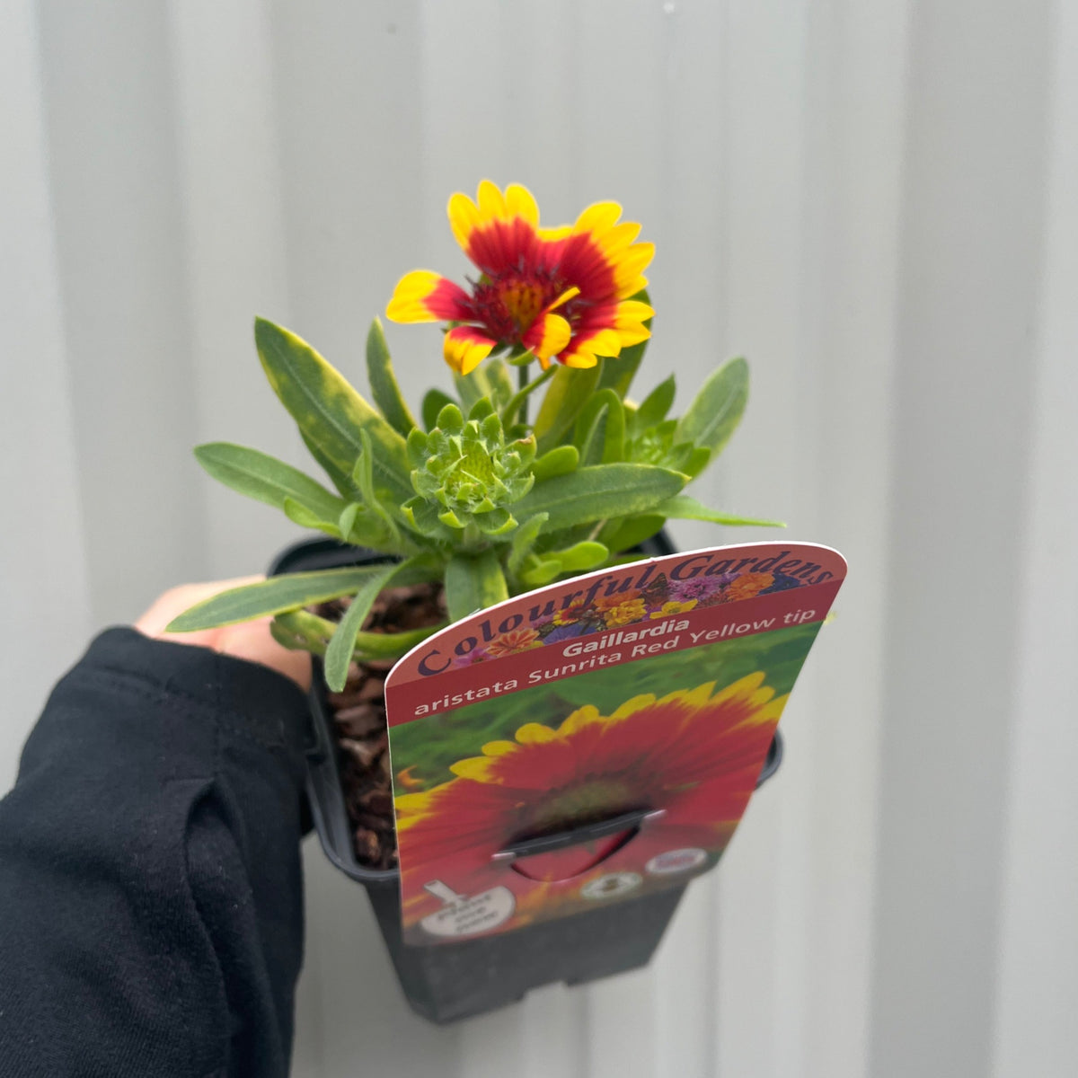 A hand holds a 9cm Gaillardia aristata Sunrita Red Yellow Tip, a drought-tolerant perennial with striking red and yellow blooms. The plant tag is visible against a light, corrugated background—perfect for borders.