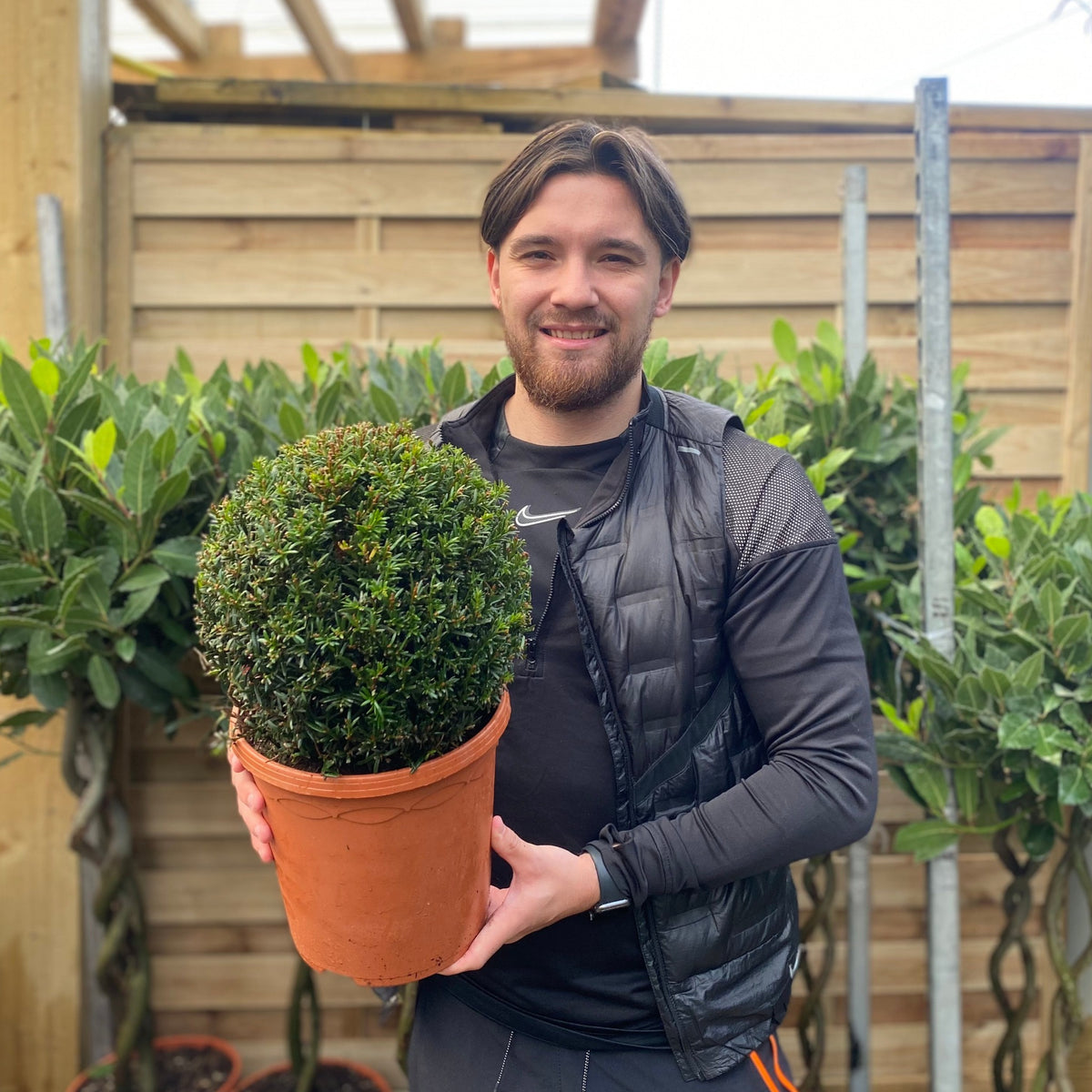 Yew Ball - Taxus Baccata Ball 6L / 7L / 10L / 22L