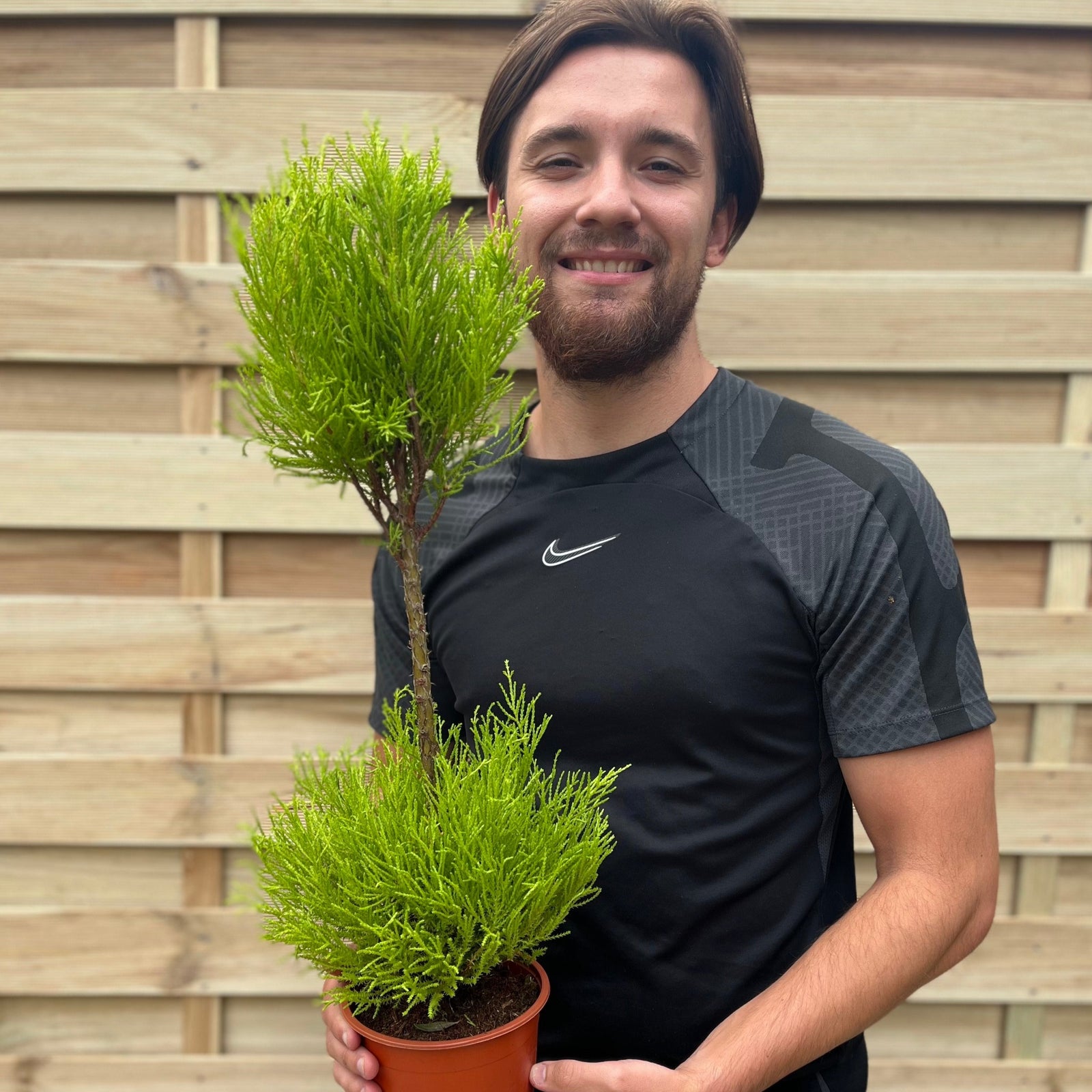 Cupressus Goldcrest Duo Ball | Topiary Conifer | 50-60cm