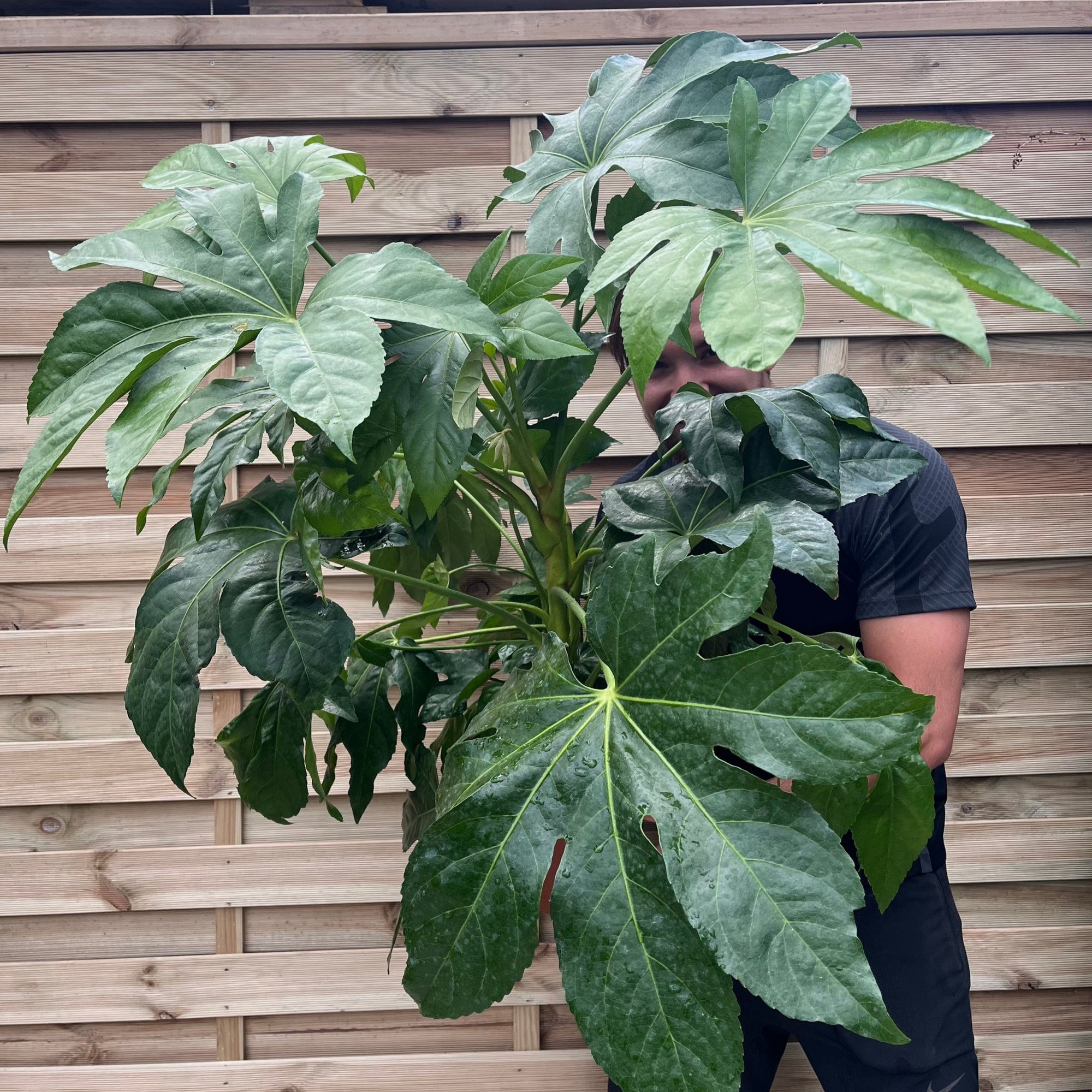 Fatsia japonica 5L 70-80cm