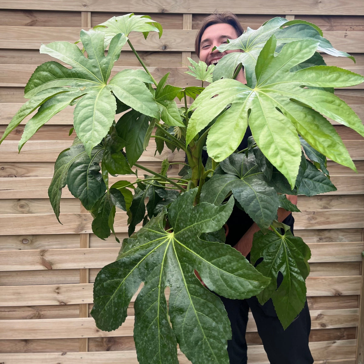 A person stands in front of a wooden fence, partially hidden behind the broad green leaves of a Fatsia japonica 9cm-5L, highlighting this houseplant’s impressive shade tolerance.