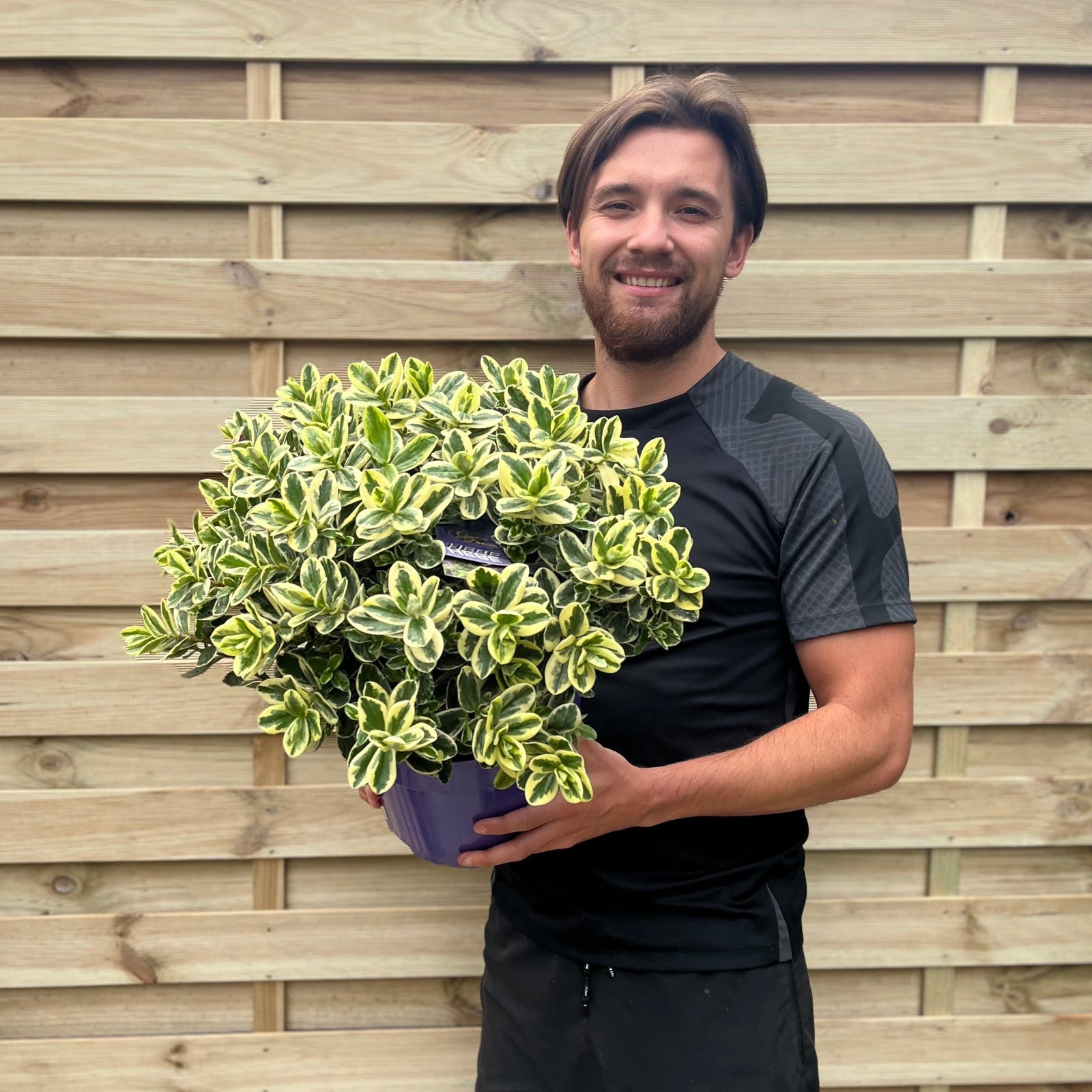 A smiling man in a black shirt stands by a wooden fence, holding a Variegated Hebe andersonii Katrina (1L/5L), an evergreen shrub with green and yellow leaves, prized for its low maintenance.