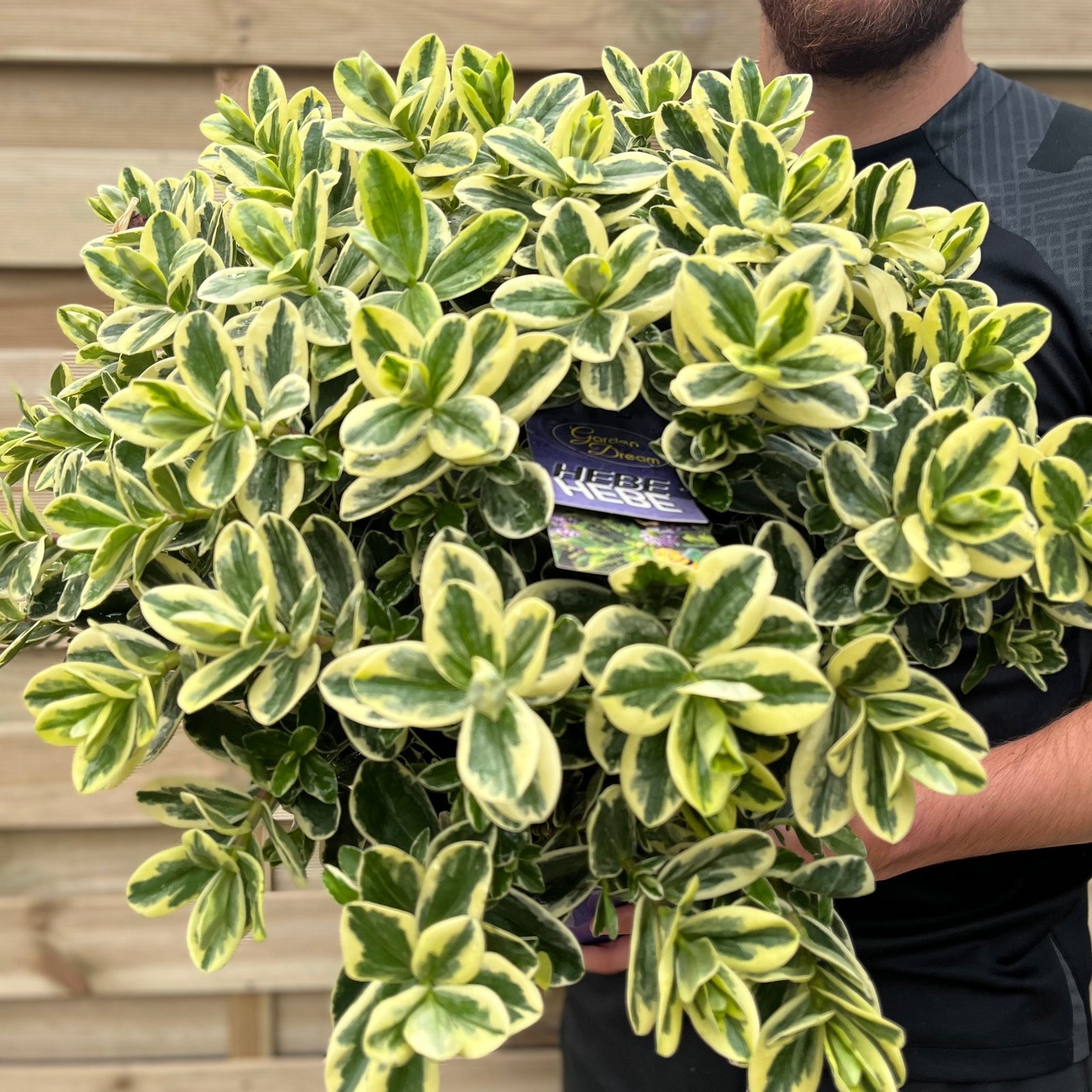 A smiling man in a black shirt stands by a wooden fence, holding a Variegated Hebe andersonii Katrina (1L/5L), an evergreen shrub with green and yellow leaves, prized for its low maintenance.