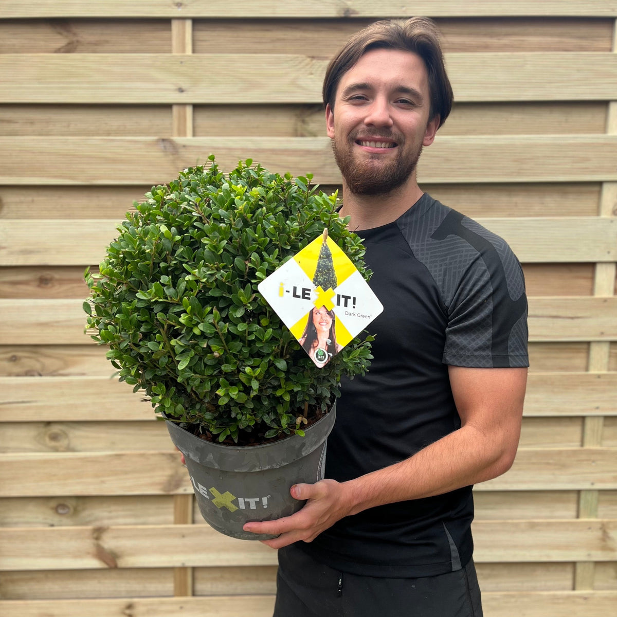A man holding an Ilex crenata Dark Green Ball (2L/3L/5L/7.5L), its dark green globe-shaped foliage on display.