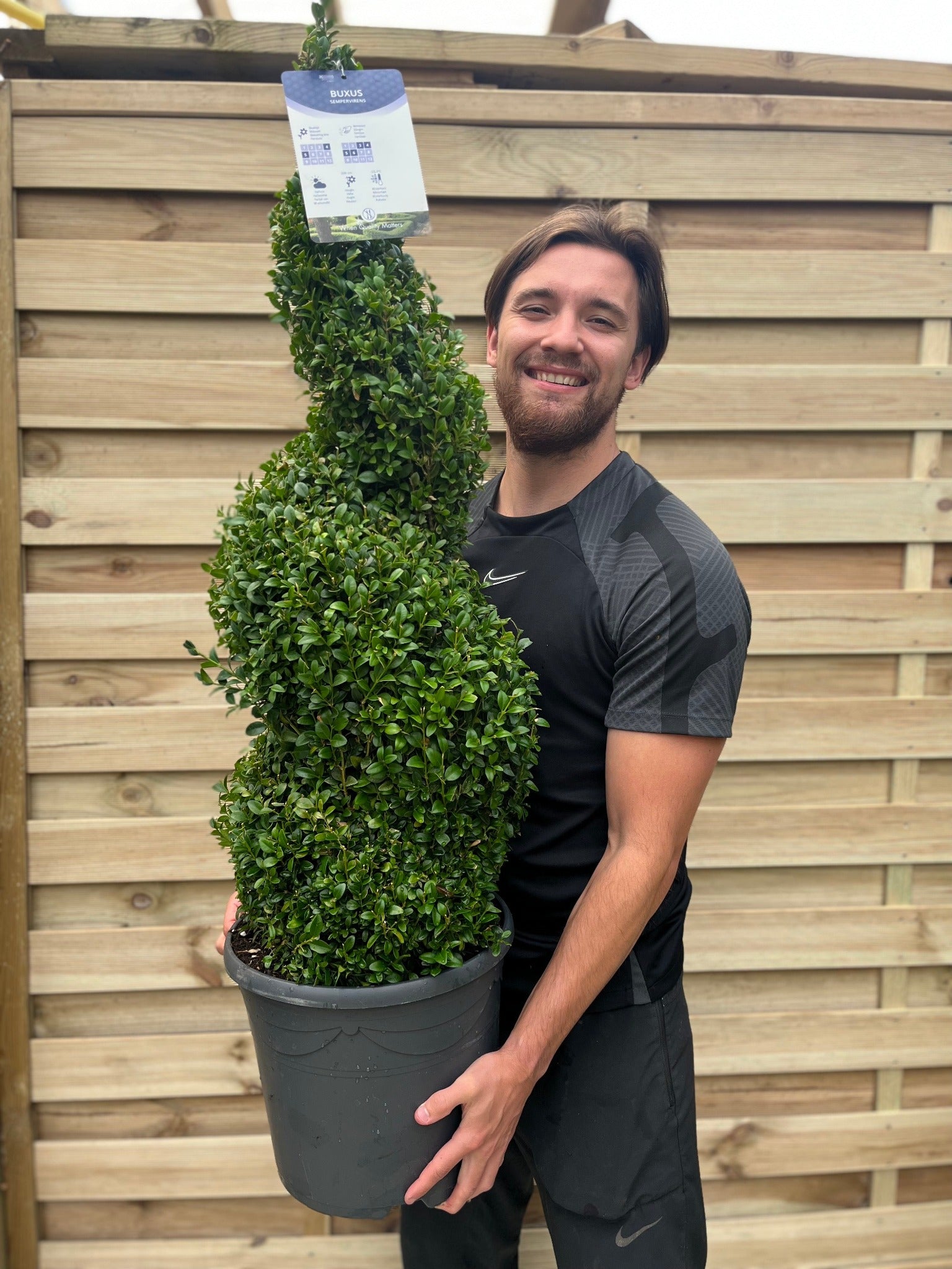 A man holds the Buxus Spiral 1.2m, a beautifully sculpted Buxus sempervirens topiary, also known as Box Spiral.