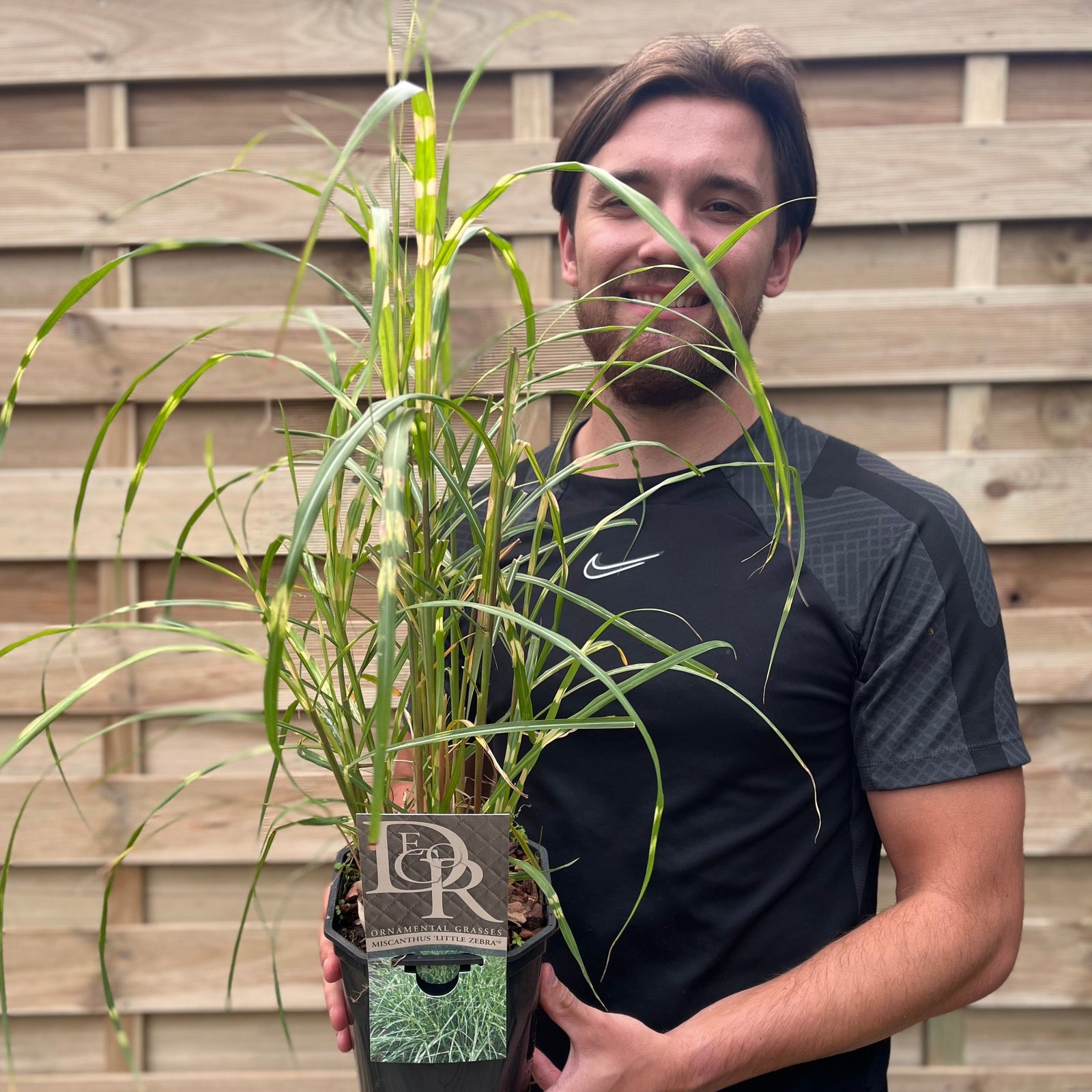 Miscanthus sinensis 'Little Zebra' Grass (9cm/2L) features long, narrow green blades with unique horizontal yellow bands, and its dense, textured leaves make it perfect for mixed borders, adding a lush, vibrant look to your garden.