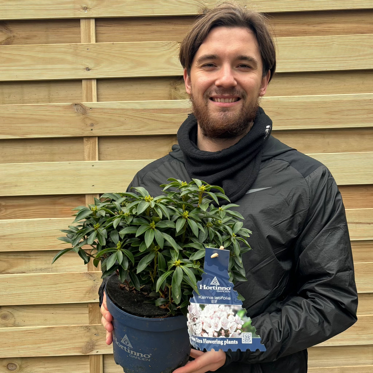 Kalmia latifolia &#39;Elf&#39; 3L