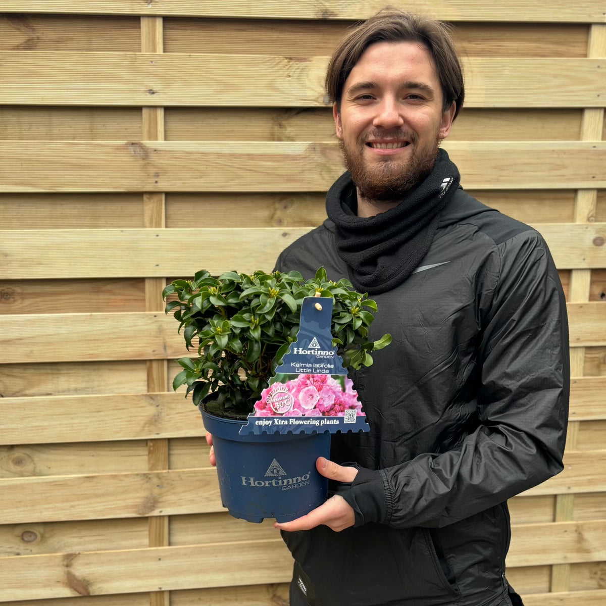 Kalmia latifolia &#39;Little Linda&#39; 3L