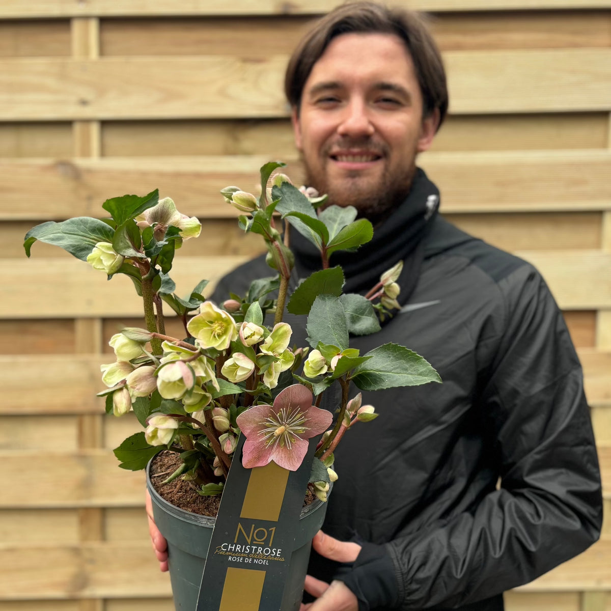 Hellebore &#39;Angel Glow&#39; 3L